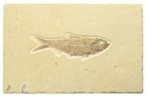 Detailed Fossil Fish (Knightia) - Wyoming #247370-1